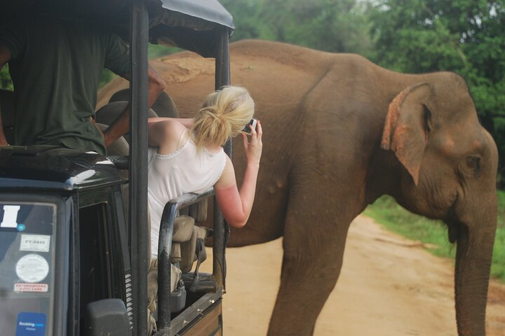 Close Encounter of Wild Elephant